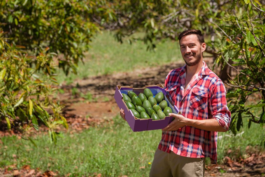 Man holding a crop of avocados